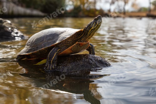Preview: Turtle Sunbathing on the rock during a sunny day during fall season