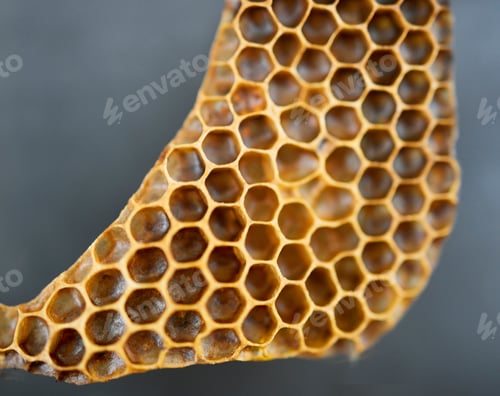 Preview: Honey, product and agriculture with a honeycomb in studio on a gray background for sustainability o