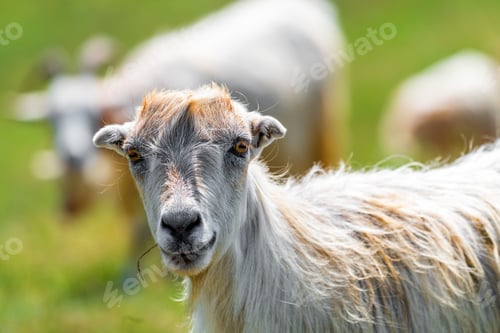 Preview: Portrait of a cute young goat