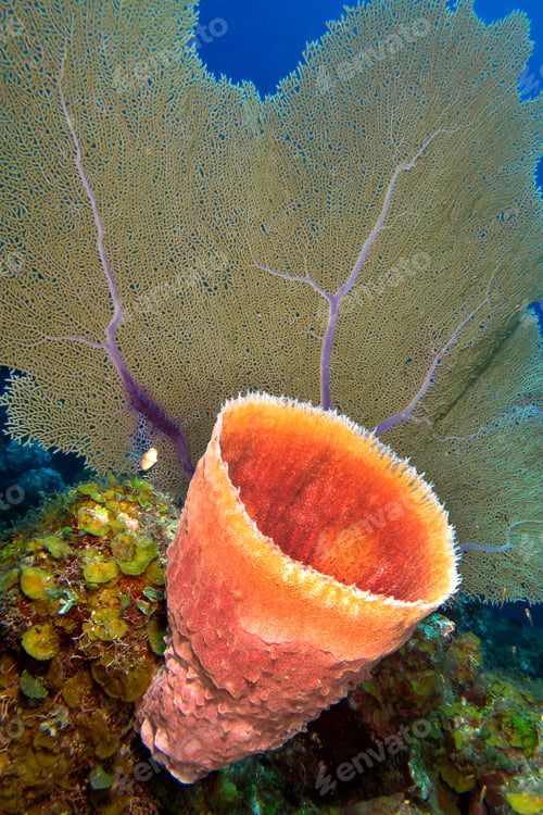 Preview: Tube Giant Sponge, Caribbean Sea, Playa Giron, Cuba