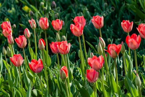 Preview: Macro of red tulips on a background of green grass