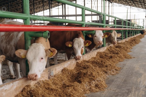 Preview: In the row. Cows in the stall at a daytime