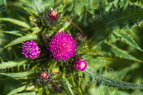 Preview: Spring thistle flowers, nature background