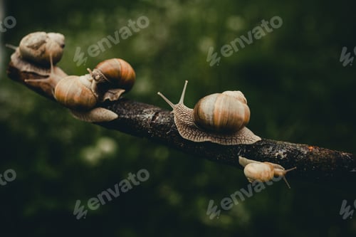Preview: Snails on the wood on the green background . Deep of field