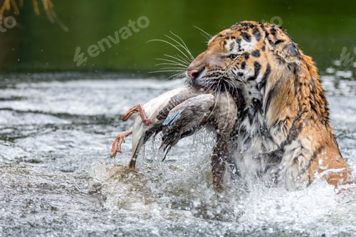 Preview: Siberian tiger catches a bird.