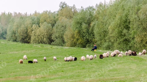 Preview: Flock of sheep grazing