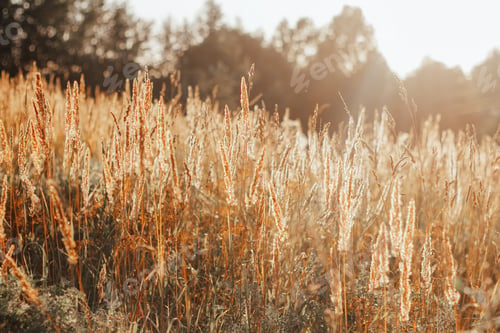 Preview: meadow