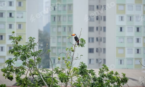 Preview: Lindo tucano na arvore com fé no urbano da cidade.