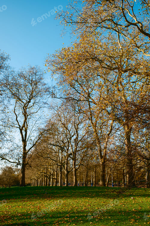 Preview: Bare Trees During The Day In The Park