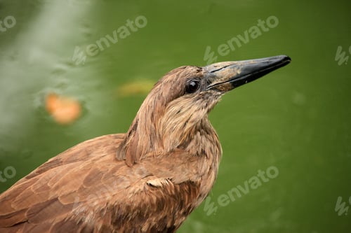 Preview: Hammerkop - African Wildlife