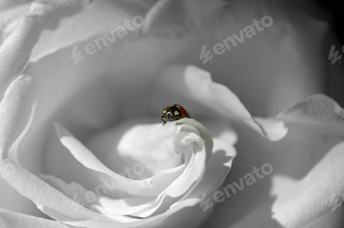 Preview: Ladybug