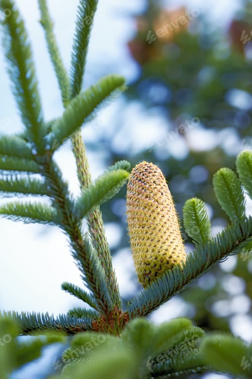 Preview: Pine trees in Denmark