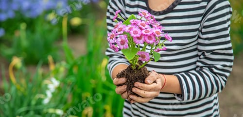 Young Hands Hold Blooming Flowers in Garden