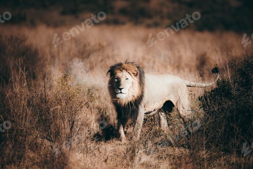 Preview: lion in the Kruger national safari park