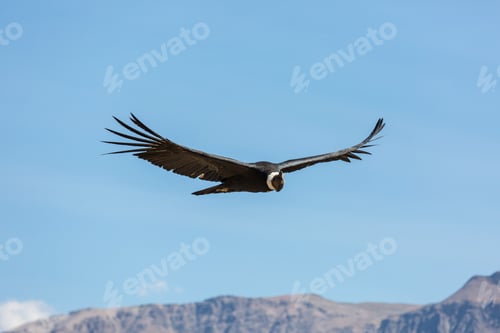 Preview: Condor