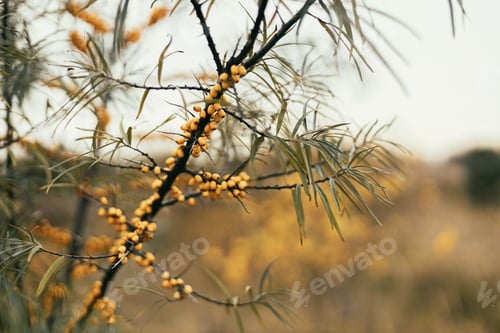 Preview: Beautiful sea buckthorn yellow berries on tree branches in autumn garden. Soft focus. Hippophae tree