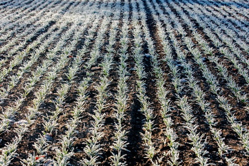 Preview: rows of wheat sprouts covered with frozen frost, Poland