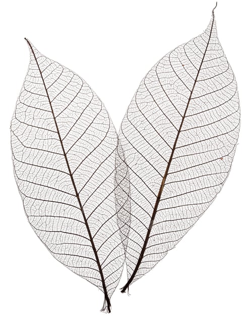Preview: Two skeletonized leaves isolated on white background