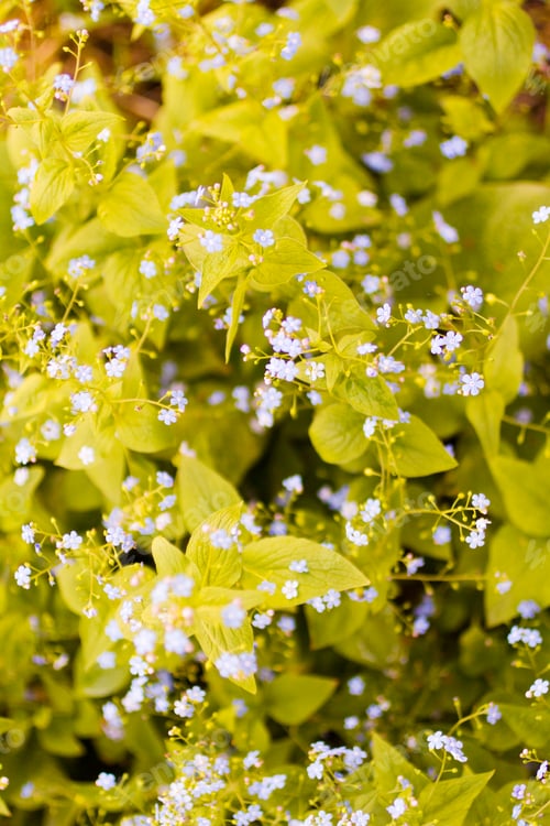 Preview: Garden in bloom