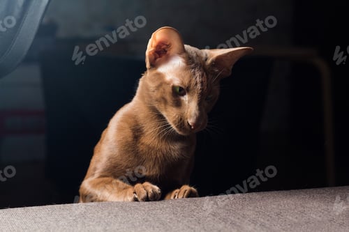 Preview: A curious cat peeks out from behind the sofa