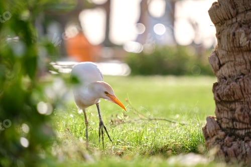 Preview: White cattle egret wild bird, also known as Bubulcus ibis walking on green lawn in summer