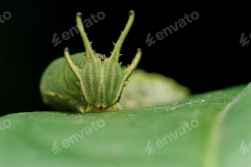 Preview: caterpillar