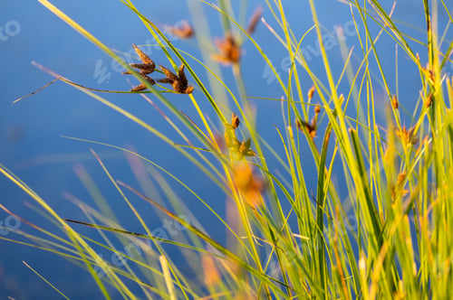 Preview: Selective of bulrush reeds by the pond