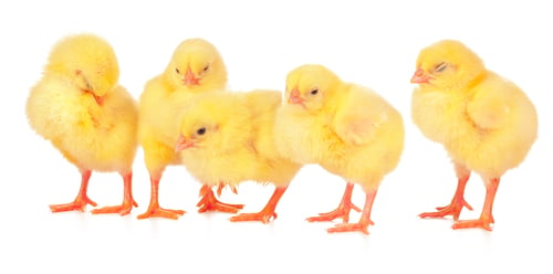 Preview: chicks in front of white background