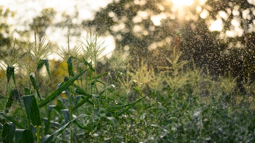 Preview: Organic corn plants glowing in the agricultural plantation at sunset. Agricultural concept