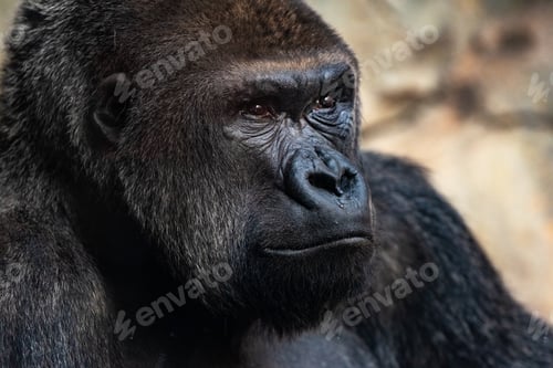 Preview: Male western gorilla looking around, Gorilla gorilla gorilla