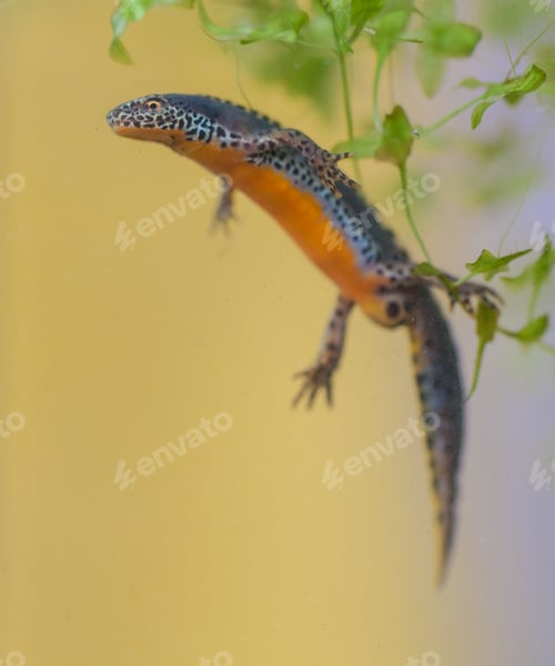 Preview: Submersed Alpine Newt in water