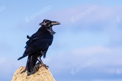 Preview: Large raven perched on a rock