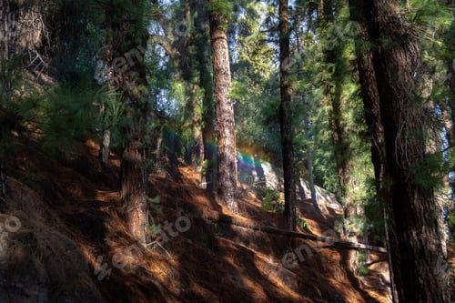 Preview: Water and rainbow on a pine tree forest - Mendoza, Argentina - Mendoza, Argentina