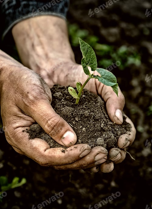 Preview: Farmer hands holding young plant with soil