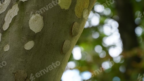 Preview: Sycamore tree. Platanus orientalis. Spotted plane tree trunk under sunlight. Bottom view. Park trees