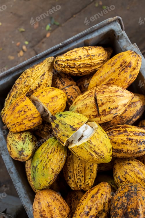 Preview: Cocoa beans and cocoa pod on a wooden surface.