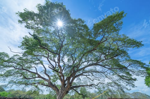 Preview: Lush green trees in tropical forest. Nature landscape background.