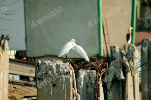 Preview: Egretta garzetta in nature is easy to find.