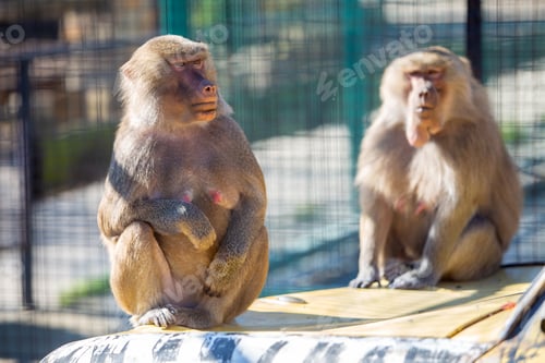 Preview: Baboon monkeys in a zoo on sunny day.