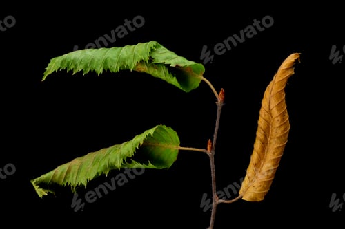 Preview: Closeup of dried up leaves on black background
