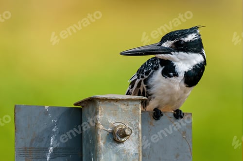 Preview: Closeup shot of Eurasian three-toed woodpecker resting on a metal post with a blurred background