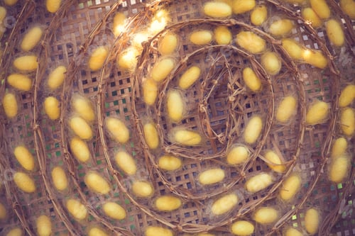 Preview: Silkworm cocoons in weave bamboo threshing basket.Vintage color
