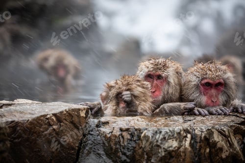 Preview: Snow monkey