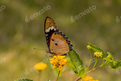 Preview: Beautiful butterfly on a flower