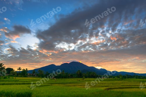 Preview: Beautiful morning view indonesia Panorama Landscape paddy fields with beauty color