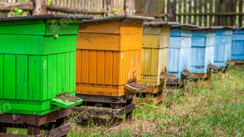 Preview: Ecological beehives in the summer garden, Poland