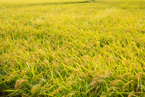 Preview: Rice meadow
