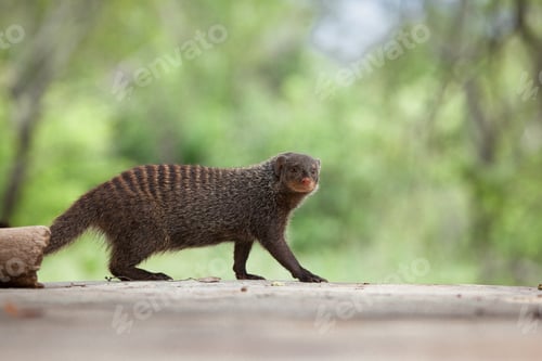 Preview: A banded mongoose, Mungos mungo, walks across a concrete floor, direct gaze