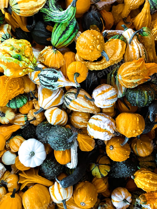 Preview: Pumpkins