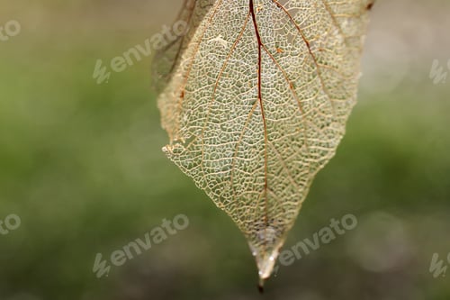 Preview: Autumn fallen skeletonized leaves. Dry fallen leaves